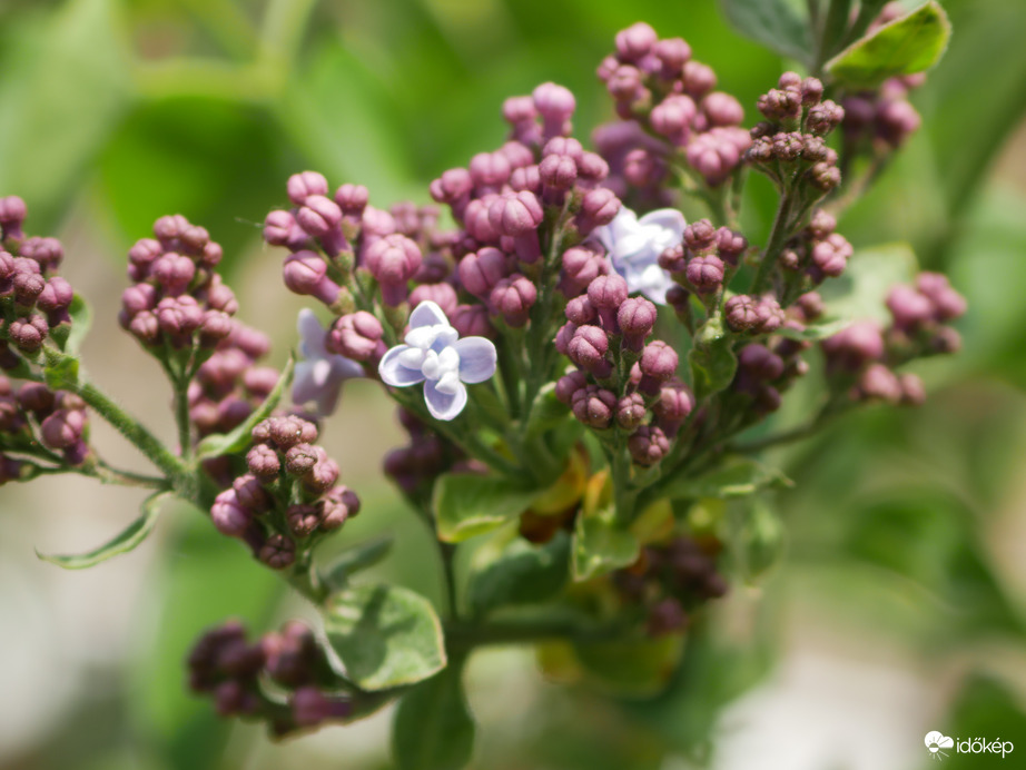 Orgonafa virága bomlik
