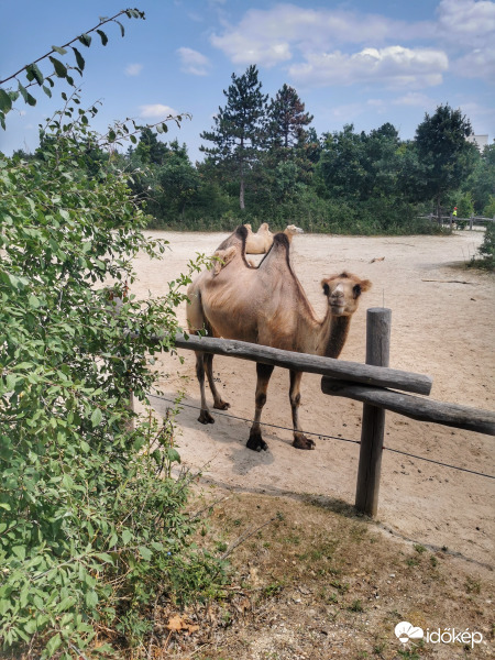Ők bírják a meleget. 