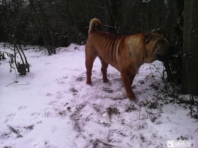 Észlelési fényképek