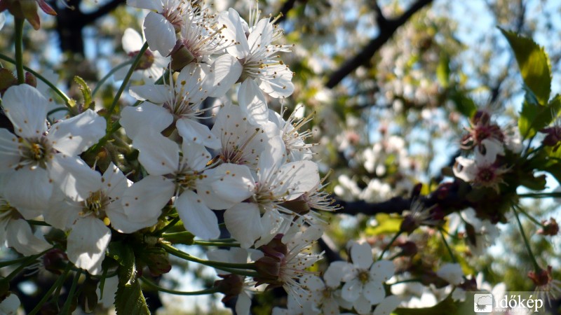 Mezőkövesd 2011