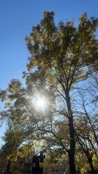 Budapest XI.ker - Albertfalva