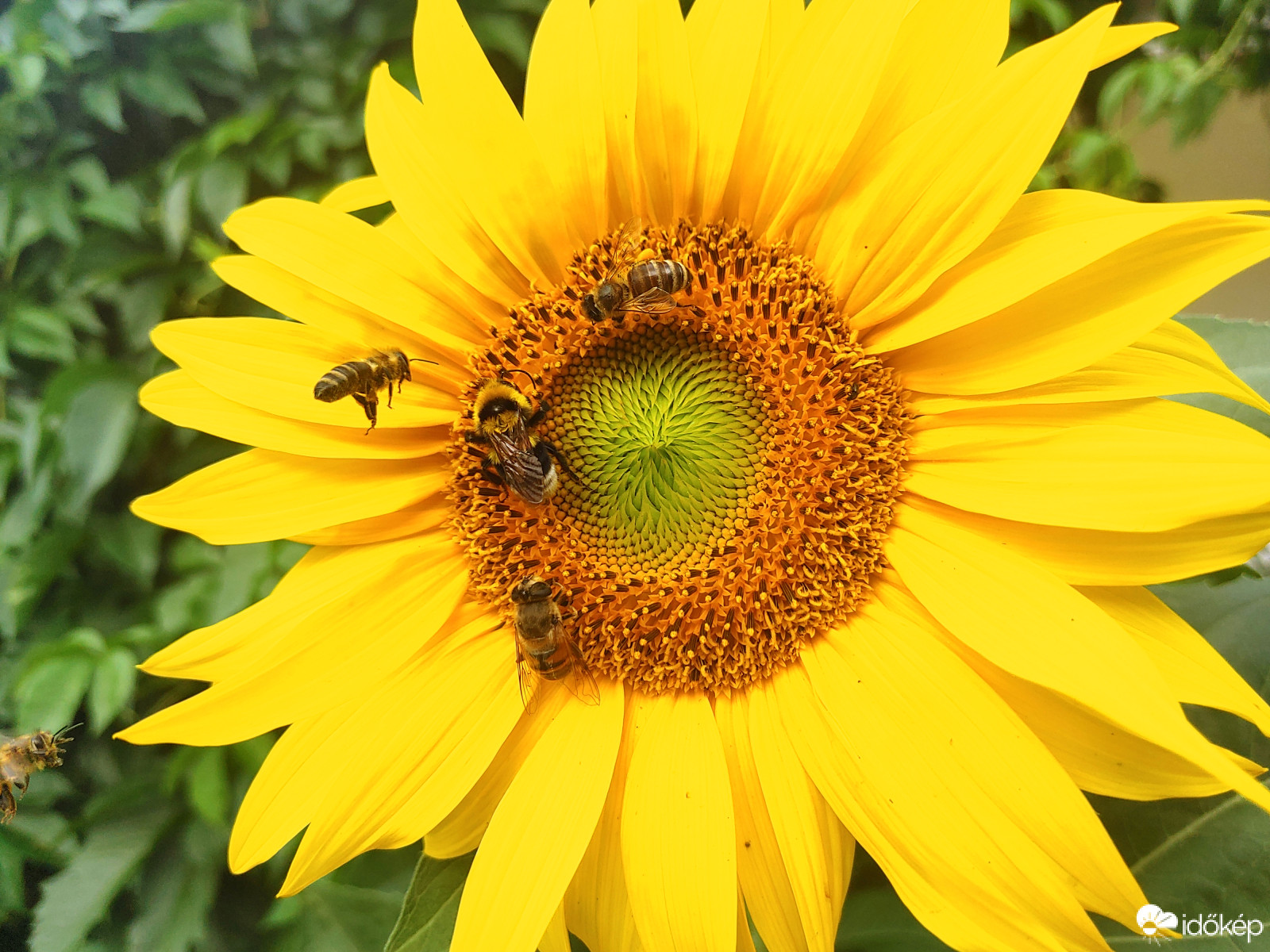 Észlelési fényképek