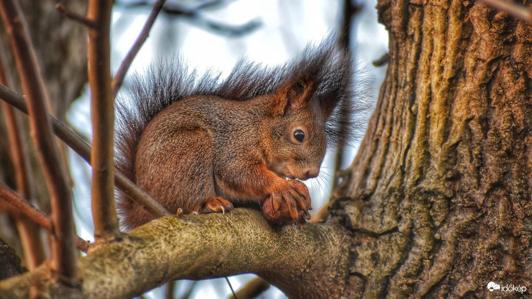 Ma van a mókusok világnapja :)