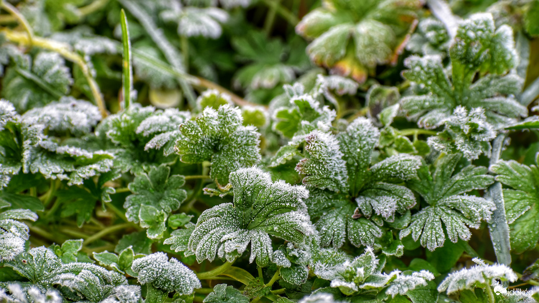 Kicsit zúzmarás a reggel 