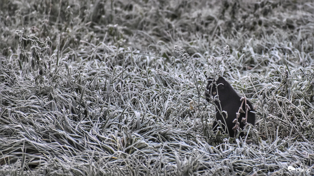 Ködös,fagyos a reggel