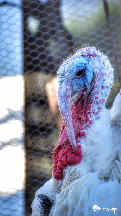 Olyan hideg szél fúj,hogy a fejem is kék tőle