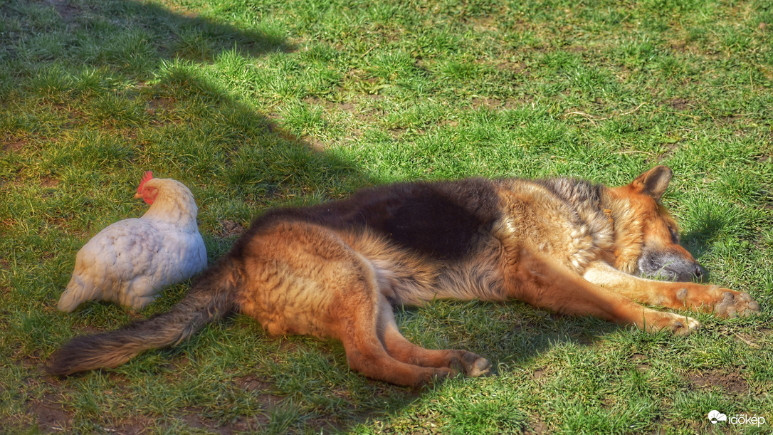 Olykor a juhászt is kell őrizni