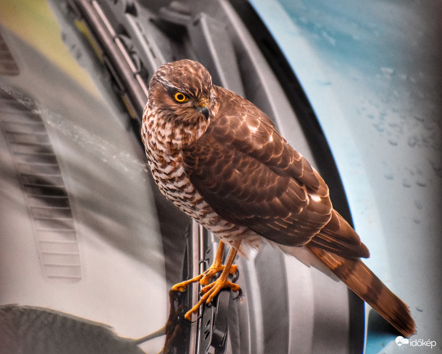 Közel a természethez 