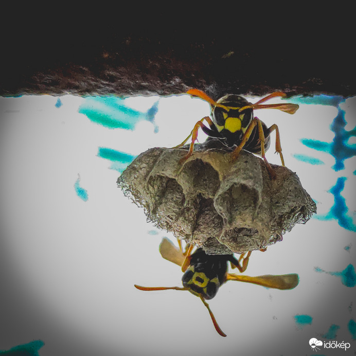 Fészekrakó program