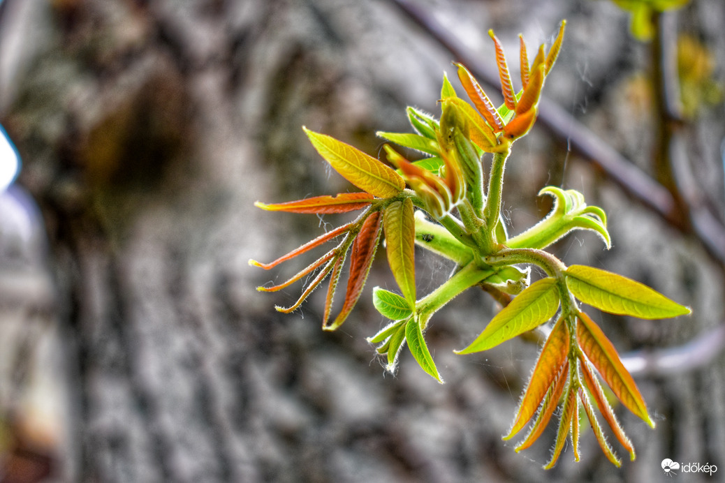 Ébredezik a diófánk is
