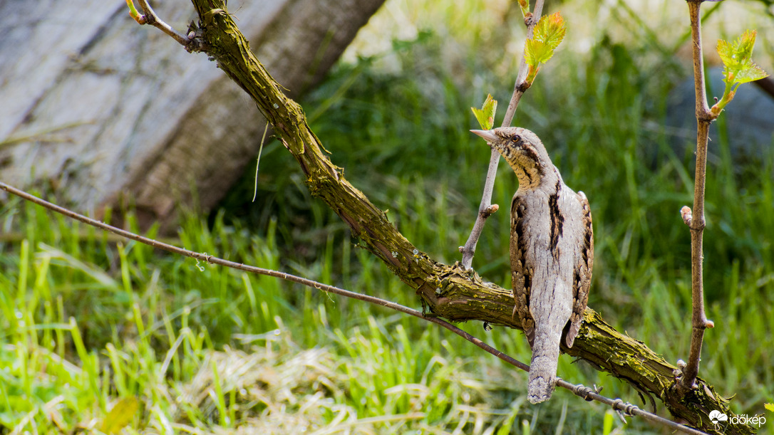 Nyaktekercs - Jynx torquilla