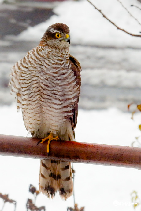 A kismadaraink réme