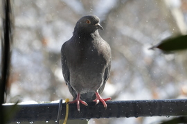 Galamb a hofúvásban