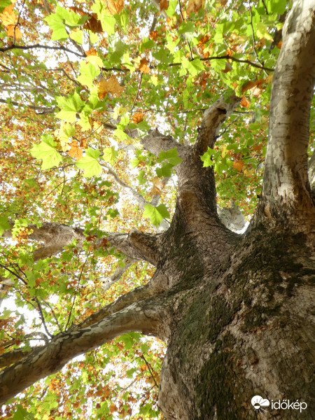 Platán