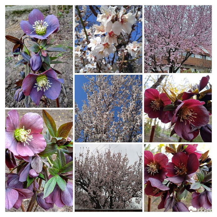 Észlelési fényképek