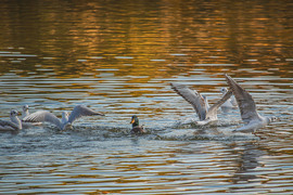 Azt hiszem, a kacsa rossz buliba érkezett. :-)