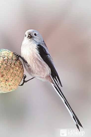 Őszapó télvíz idején