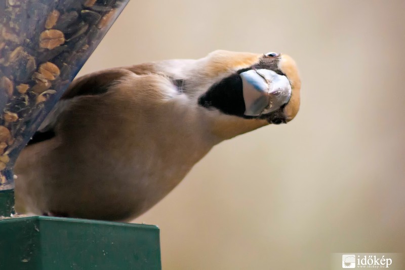 Akkor most ki is a kíváncsi?