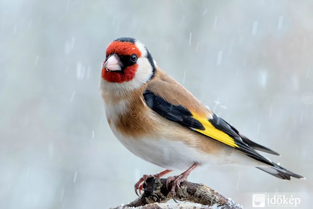 Színek a havazásban