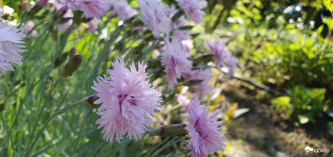 Csodálatosan finom illatfelhő lebeg a kertben! ❤