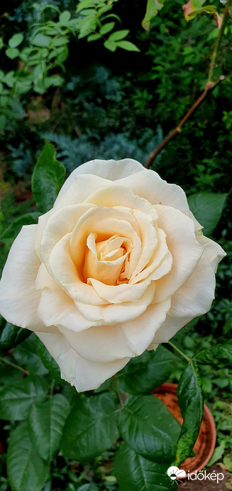 Sárgás rózsaszínes ❤️