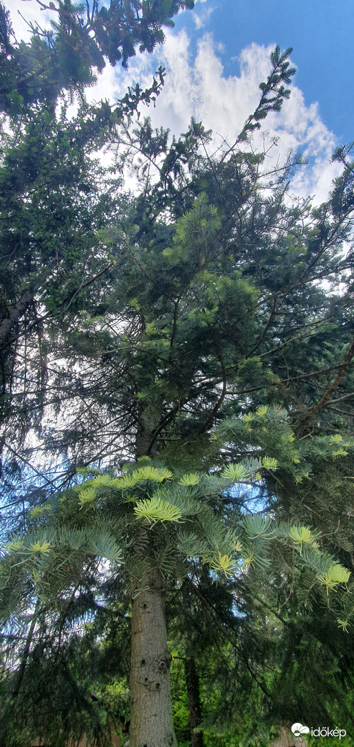 Friss fenyő hajtások :)