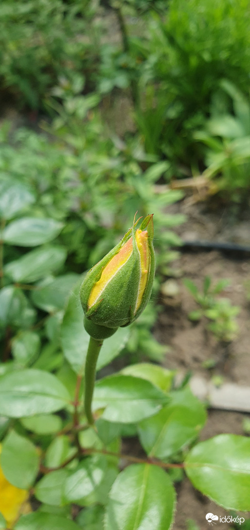 Rózsa 'Sun Flare' bimbó ❤️