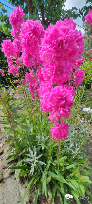 Szurok szegfű, Török szegfű 