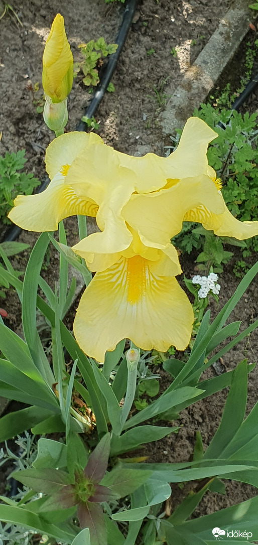 Sárga nőszirom ❤️