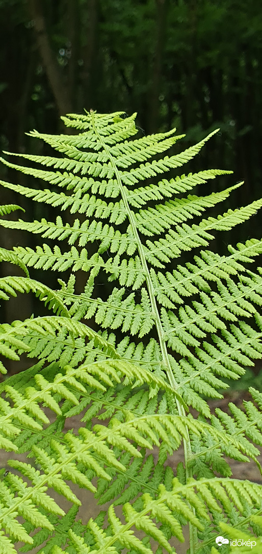 Szép erdei páfrány❤