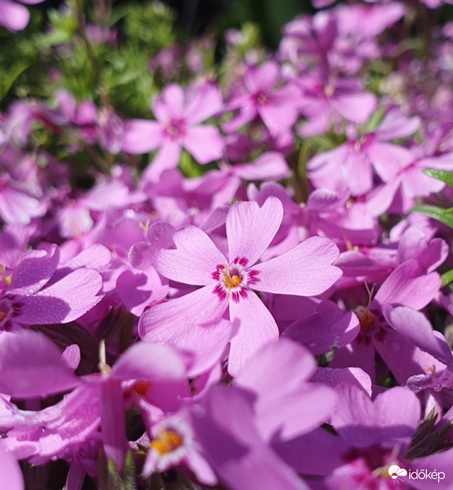 Olyan szépen napozik! ❤