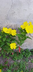 Papkeszi