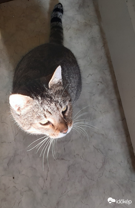 A fényes jövőbe tekintő