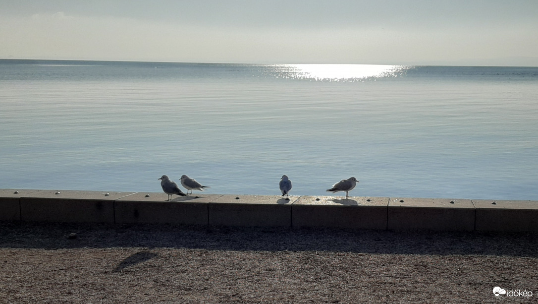 Napfürdőző sirályok