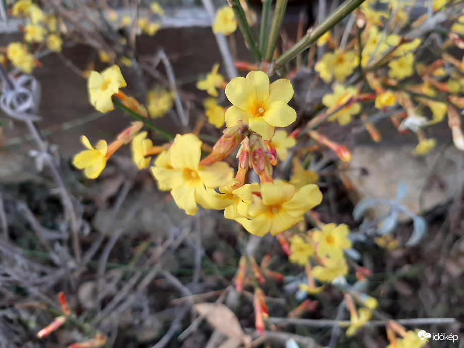 Téli jázmin