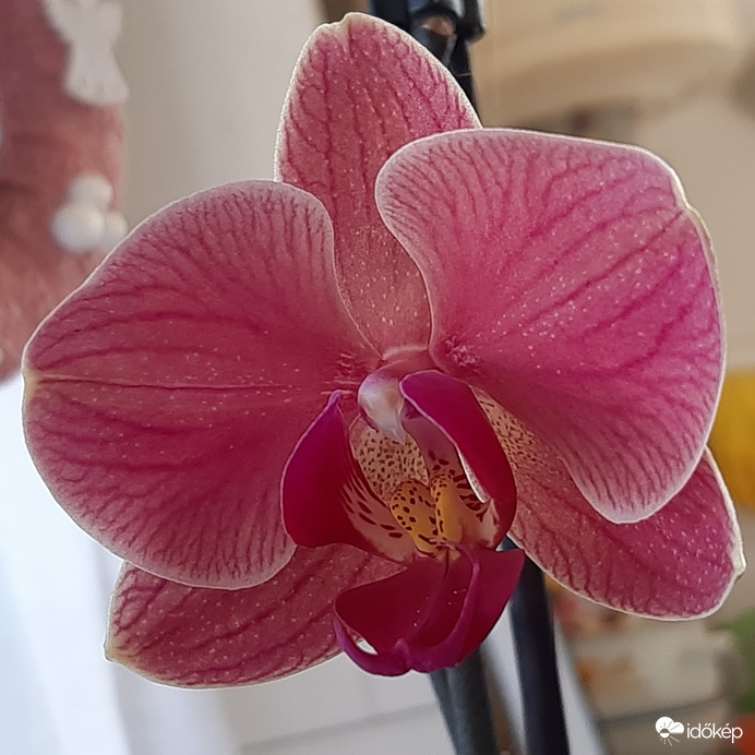 Orchideám egyetlen virága