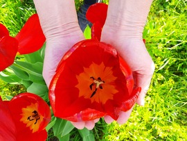 Óriás tulipánom