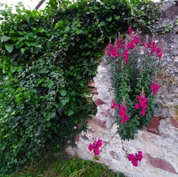Kőfalon virágzó tátika