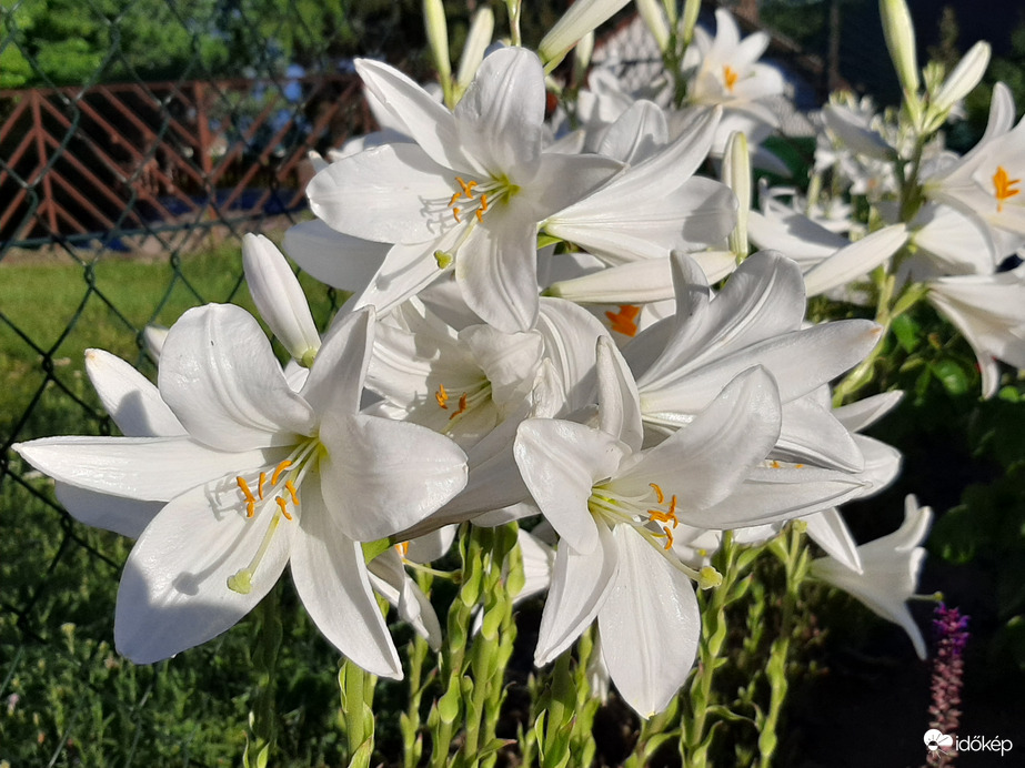 Liliomok