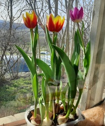 Napozó tulipánok