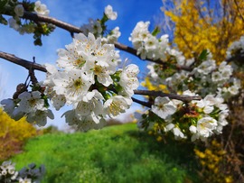 Virágzik a cseresznyefa
