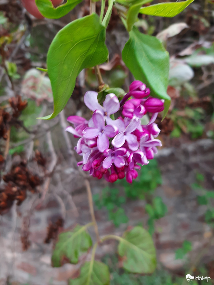 Orgona virága illatozik