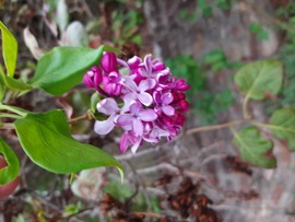 Orgona virága illatozik