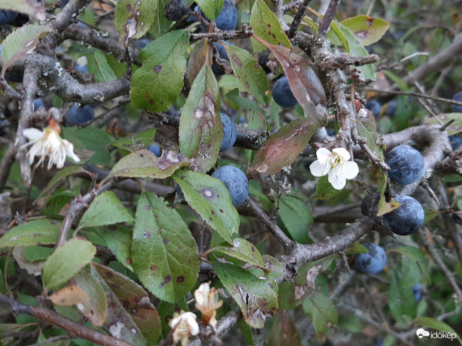 Virágzik és terem a kökény