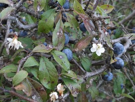 Virágzik és terem a kökény