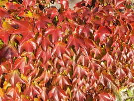 Őszi napsütésben I.