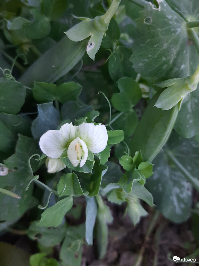 Borsó virága és termése novemberben