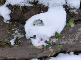 Ibolya a hó fogságában