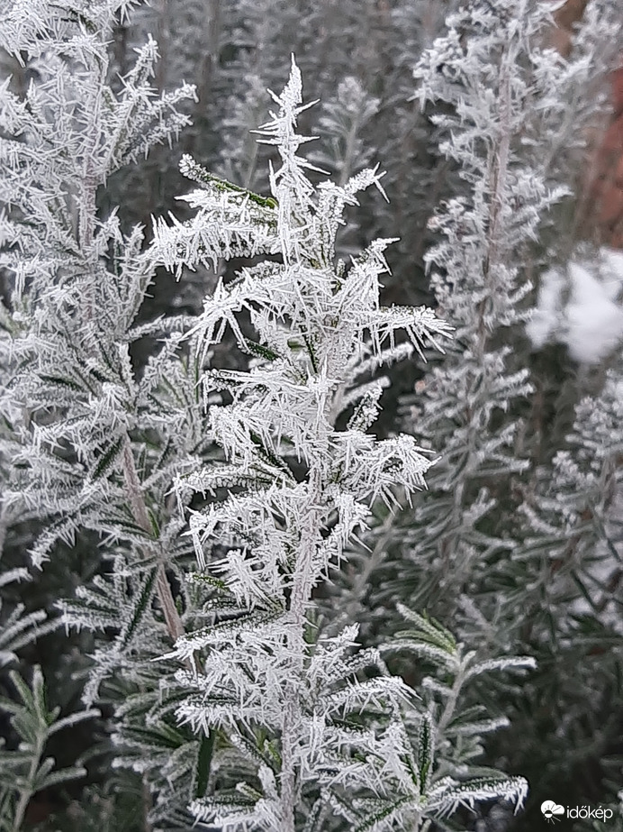 Zúzmarás rozmaring