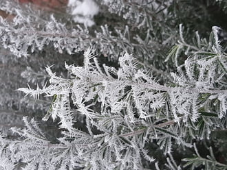 Zúzmarás rozmaring